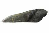 Partial, Fossil Megalodon Tooth Paper Weight #144415-1